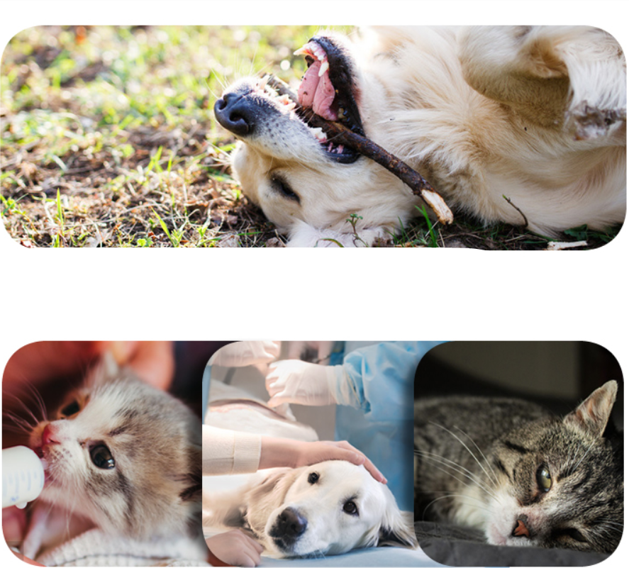 Pet Deodorant Cleaning Wipes Saor Style