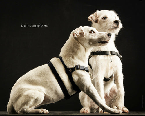 Anti-Stress-Geschirr STURMFREI® Saver für sehr kleine Hunde Mauve Athena