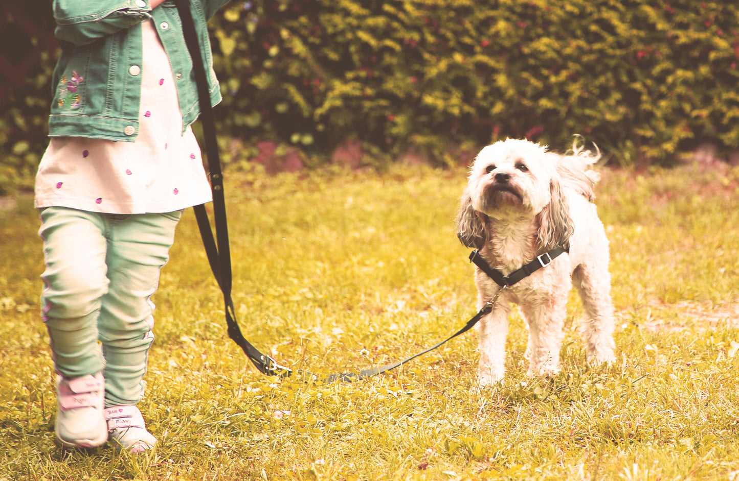Anti-Stress-Geschirr STURMFREI® Saver für sehr kleine Hunde Mauve Athena