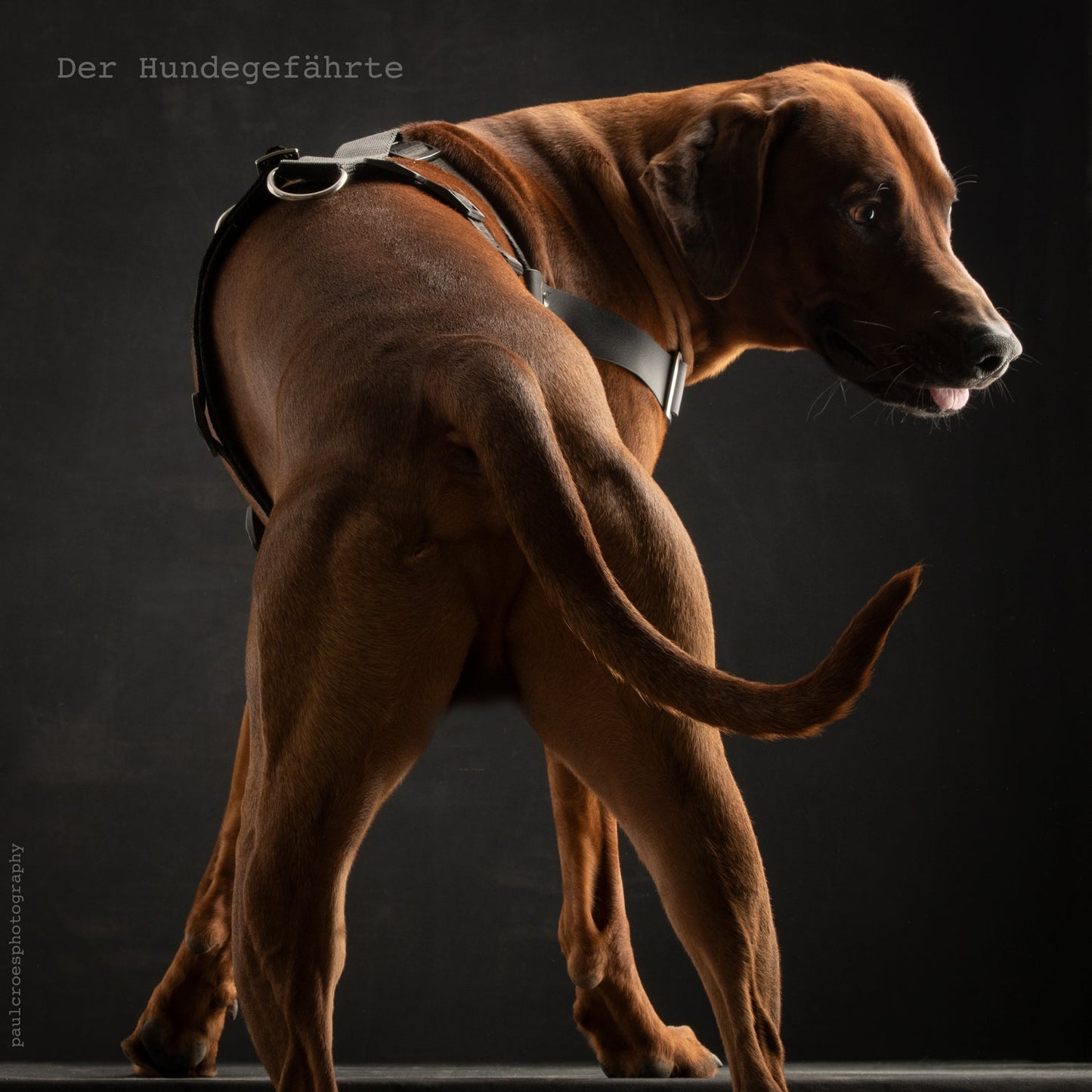 Anti-Stress-Geschirr STURMFREI® Saver für große Hunde Mauve Athena