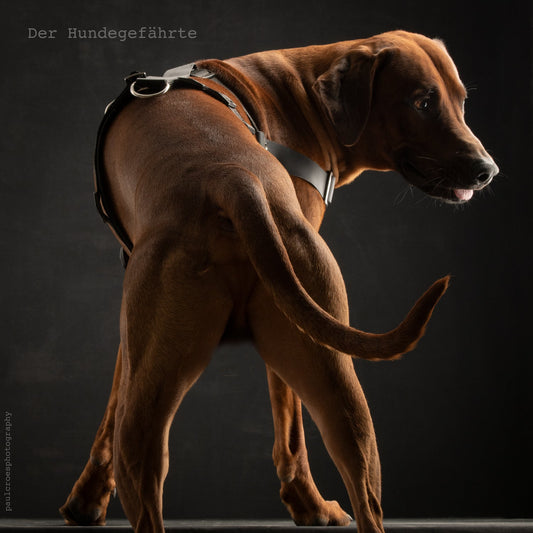 Anti-Stress-Geschirr STURMFREI® Saver für große Hunde Mauve Athena