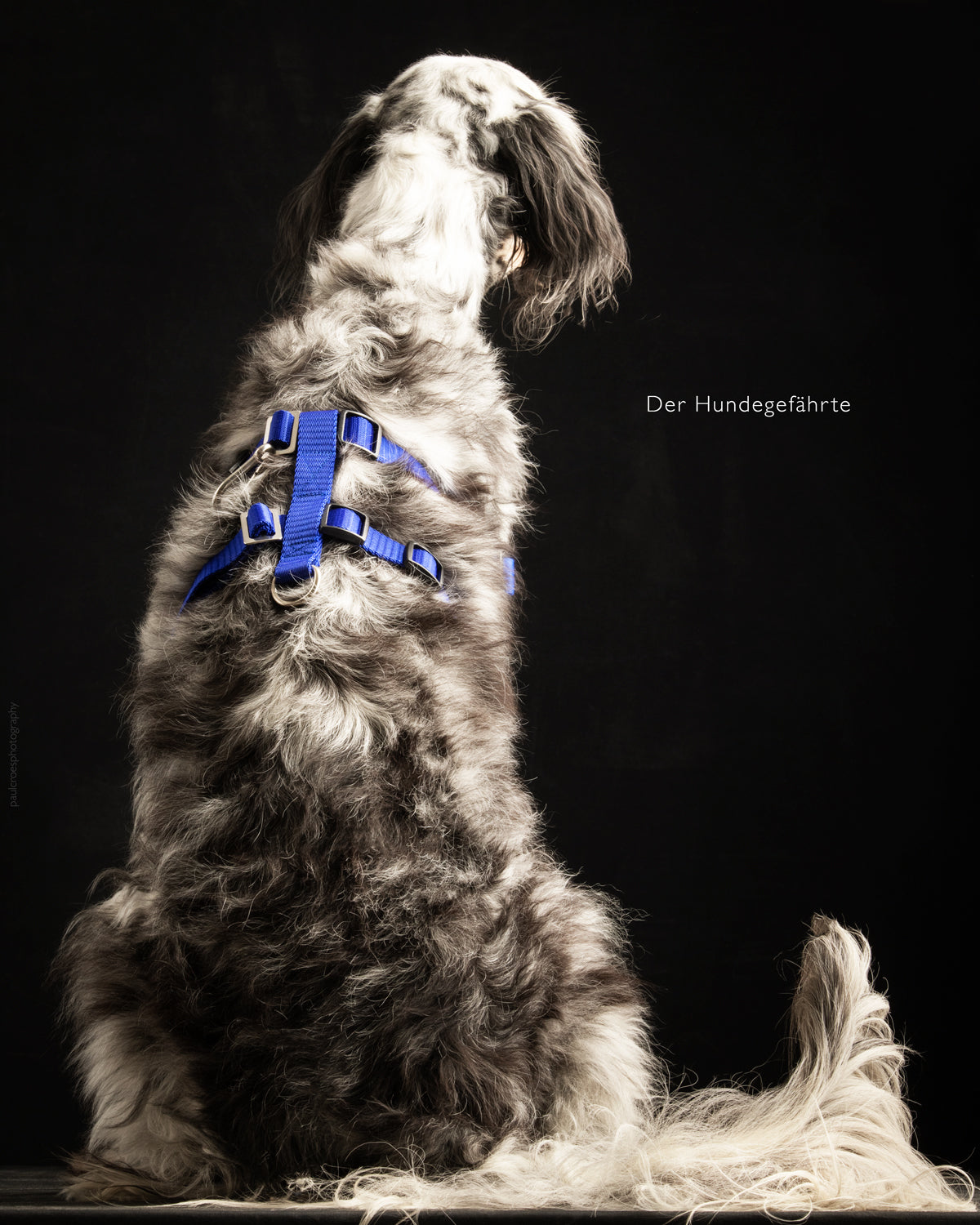 Anti-Stress-Geschirr STURMFREI® Saver für mittlere und große Hunde Mauve Athena