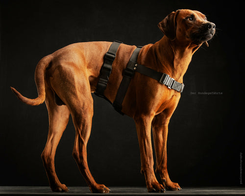 Anti-Stress-Geschirr STURMFREI® Saver für große Hunde Mauve Athena