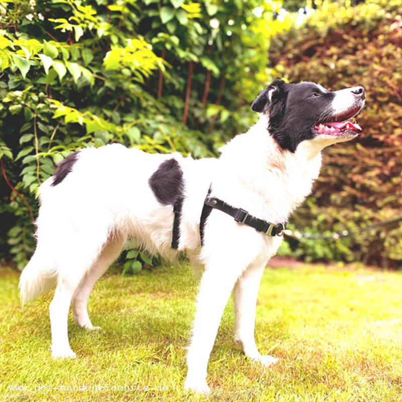 Anti-Stress-Geschirr STURMFREI® Saver für mittlere und große Hunde Mauve Athena