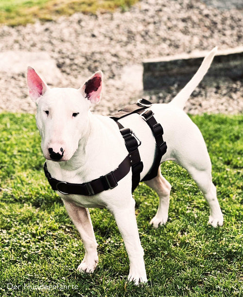 Anti-Stress-Geschirr STURMFREI® Saver für große Hunde Mauve Athena