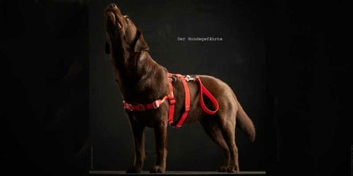 Anti-Stress-Geschirr STURMFREI® Saver für mittlere und große Hunde Mauve Athena