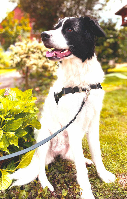 Anti-Stress-Geschirr STURMFREI® Saver für mittlere und große Hunde Mauve Athena