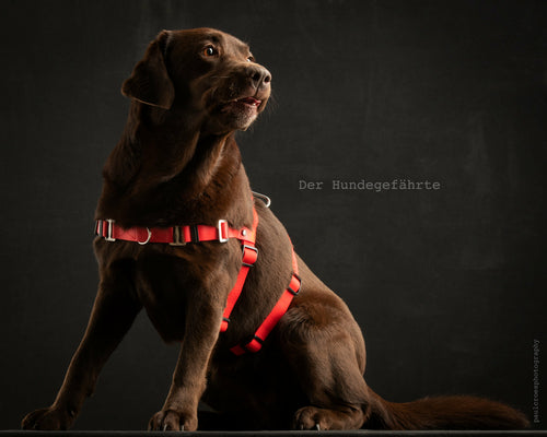 Anti-Stress-Geschirr STURMFREI® Saver für große Hunde Mauve Athena