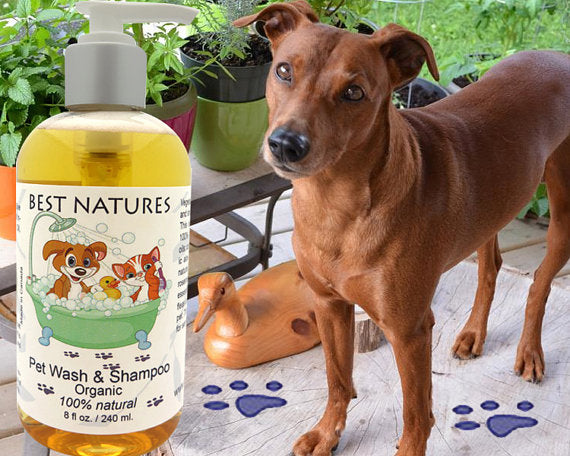 Organic Pet Wash and Shampoo for our Furry Friends Yellow Poppy