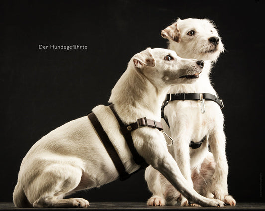 Anti-Stress-Geschirr STURMFREI® Saver für sehr kleine Hunde Mauve Athena